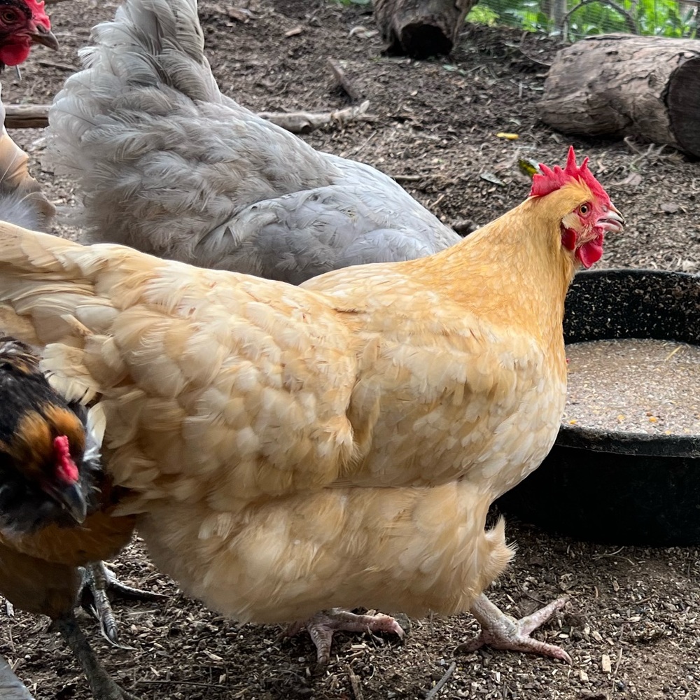 Meet your Posher, Melissa